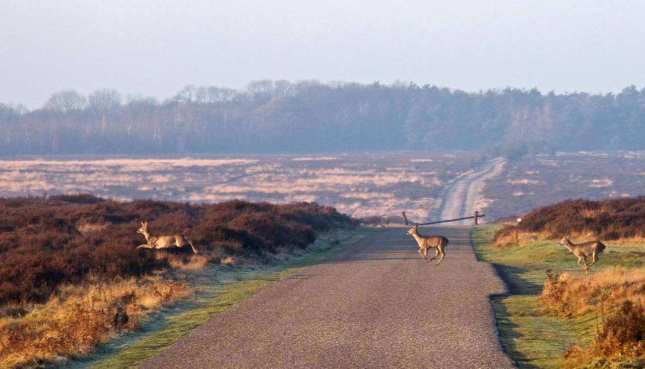 Heerlijke Vakantiewoning Veluwse Bossen Putten Exteriör bild