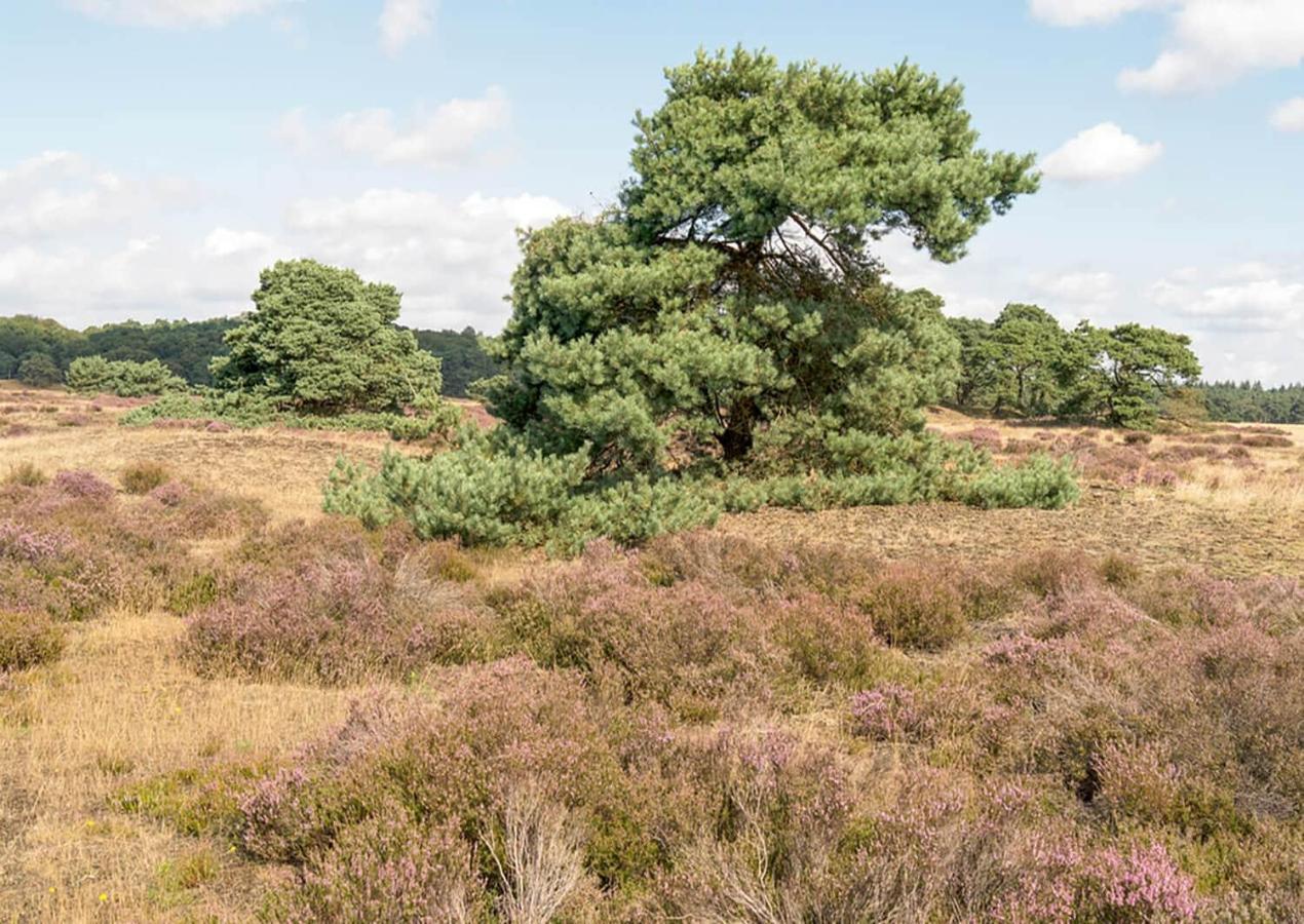 Heerlijke Vakantiewoning Veluwse Bossen Putten Exteriör bild